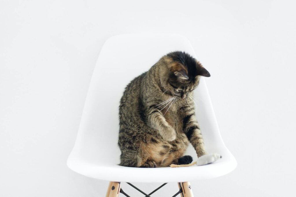 Adorable tabby cat sitting on a modern white chair. A perfect blend of minimalism and feline charm.