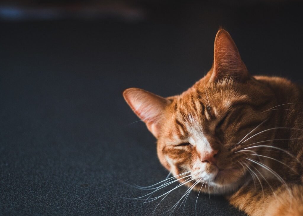 Brown cat
