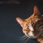 cat, feline, whiskers, pet, orange male cat, nature, male cat, animal, cat, cat, cat, cat, cat, pet, pet