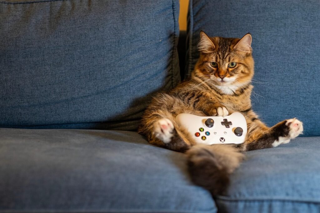 cat, kitten, animal, pet, indoors, gaming, controller, couch, cat, cat, nature, cat, cat, cat, gaming