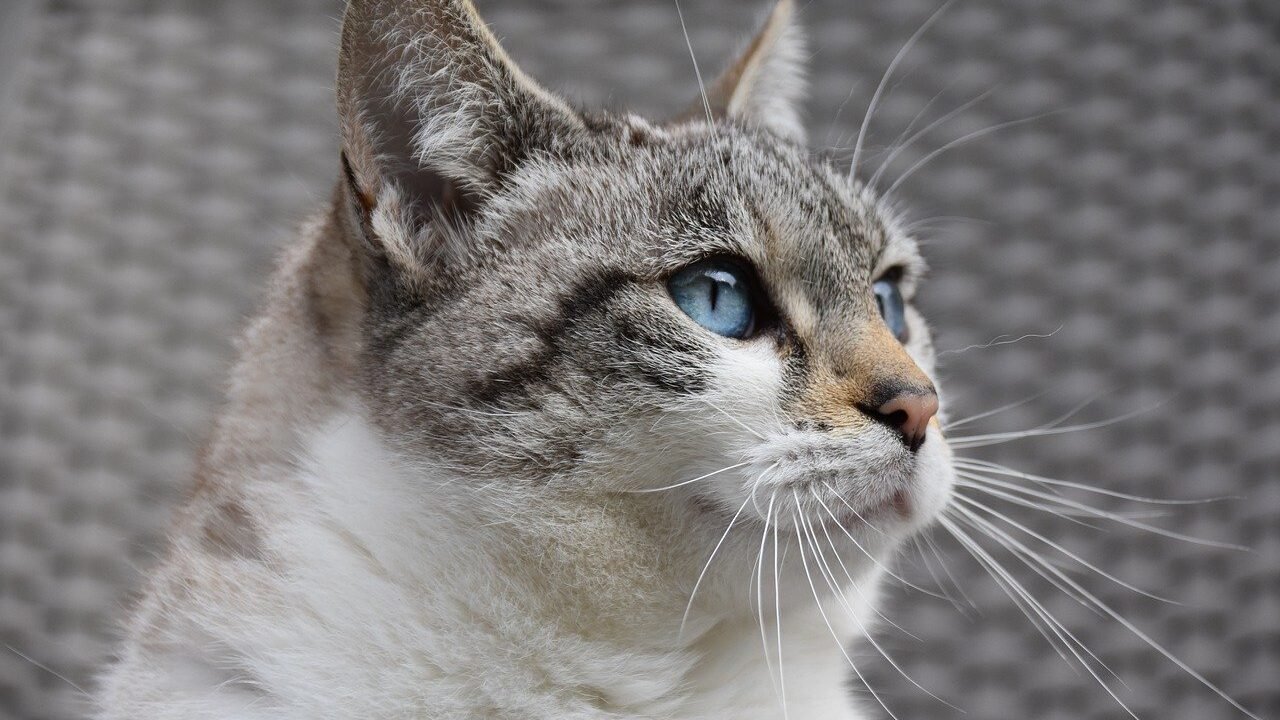 A close up of a blue eyed cat gazing into the distance with a focused expression