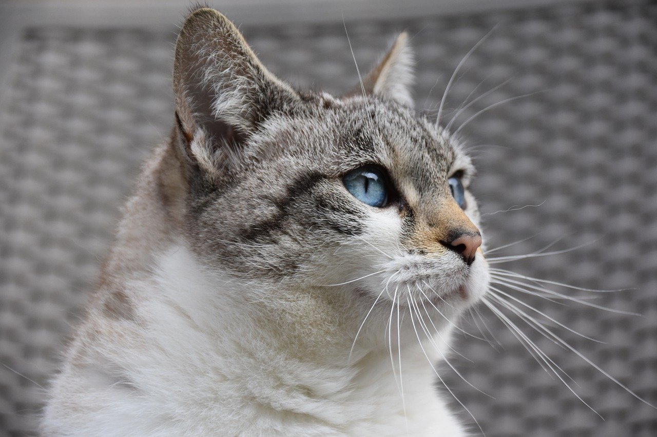 cats symbolism: cat, pet, feline, european cat, alley cat, animal, predator, pussy cloud, blue eyed cat, cat, cat, cat, cat, cat