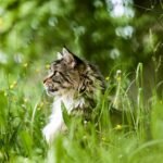domestics cat