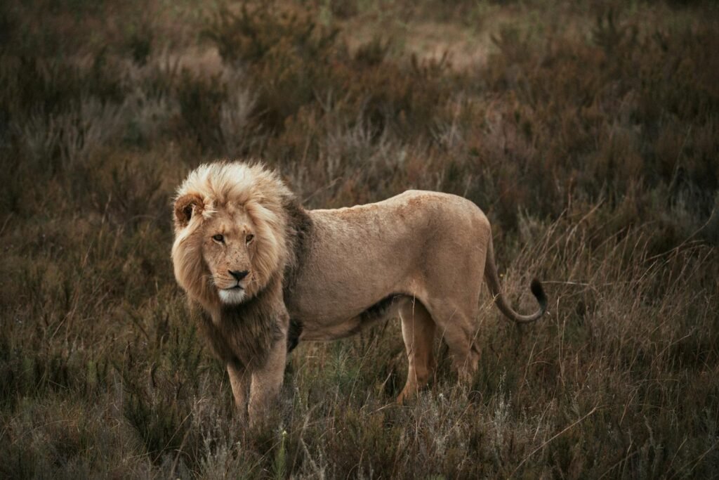 A lone lion stands proudly in the grasslands, its mane flowing in the wind, as it surveys the surroundings with a watchful expression.