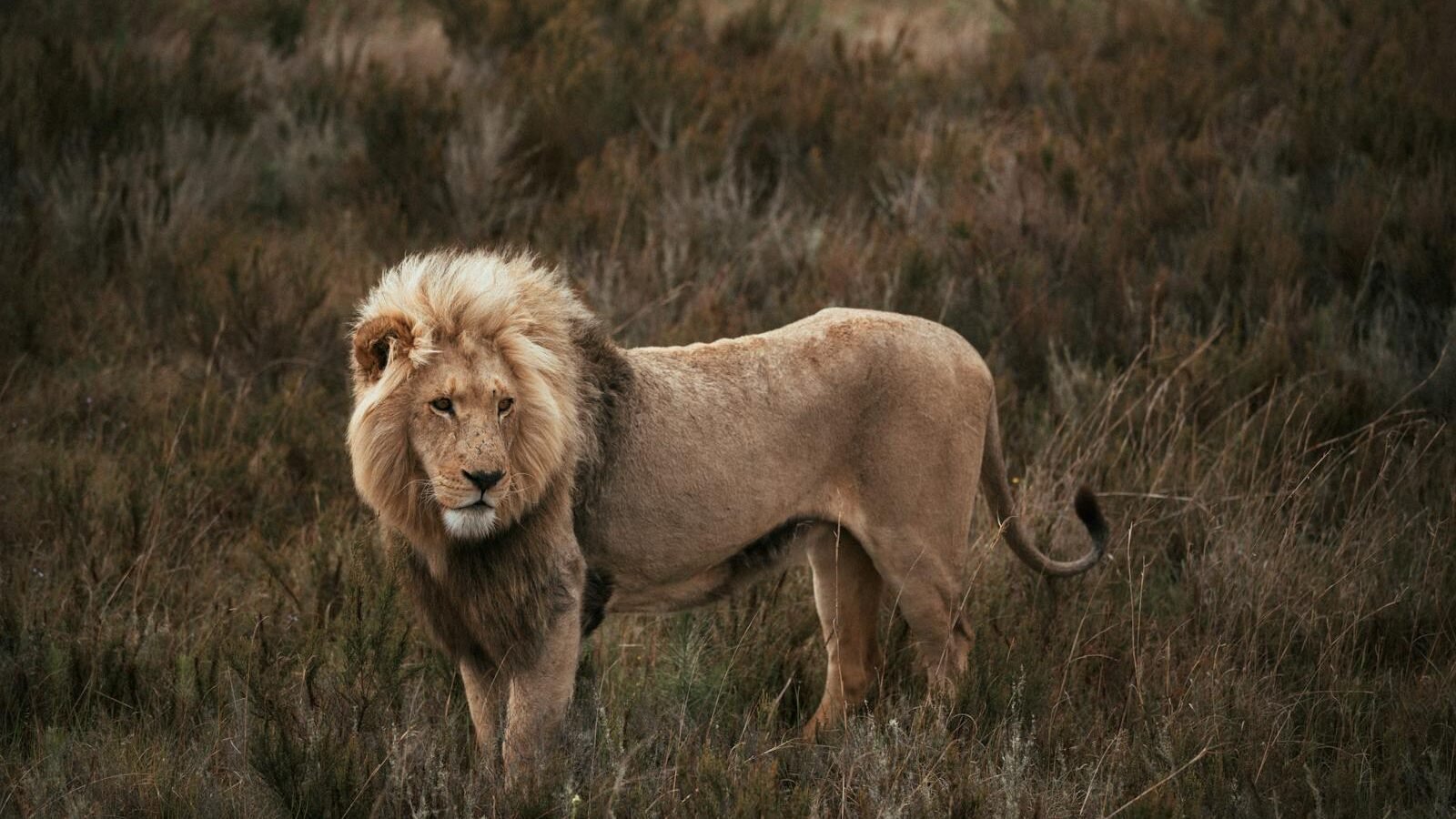 A lone lion stands proudly in the grasslands, its mane flowing in the wind, as it surveys the surroundings with a watchful expression.