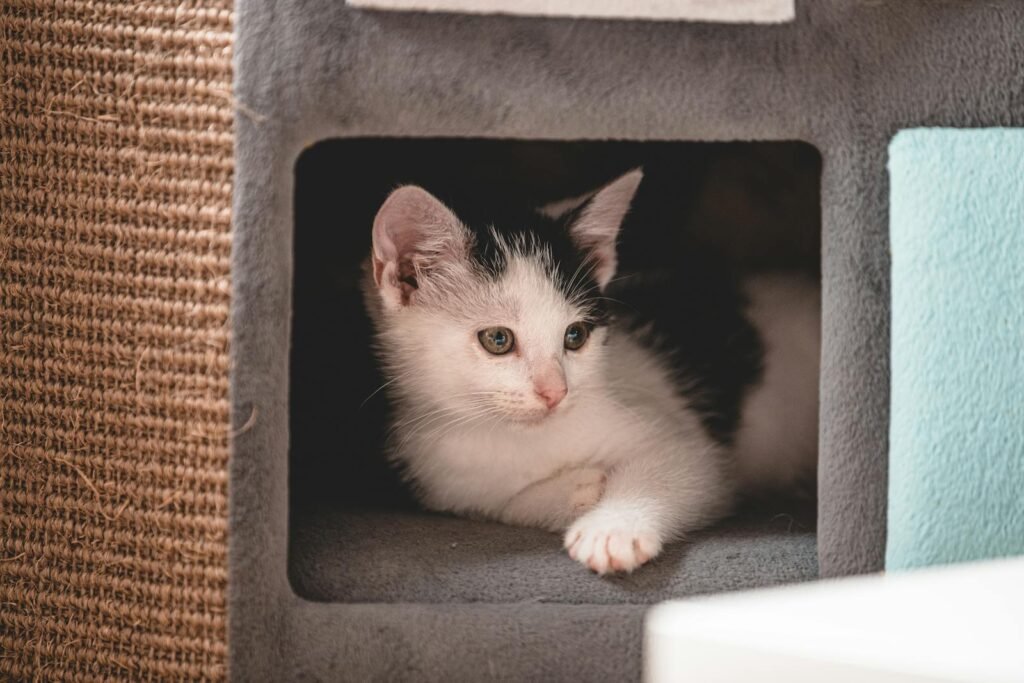 Cute white and black kitten comfortably lounging inside a cozy cat condo.