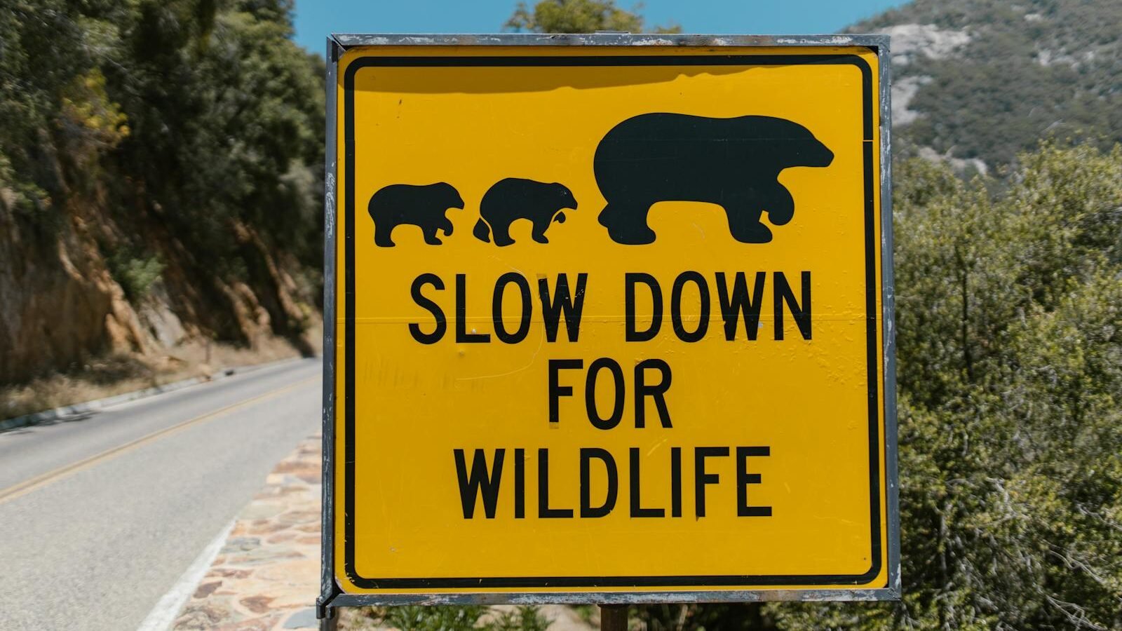 A yellow road sign with black silhouettes of a bear and two cubs, warning drivers to "Slow Down for Wildlife" on a scenic mountain road surrounded by greenery.
