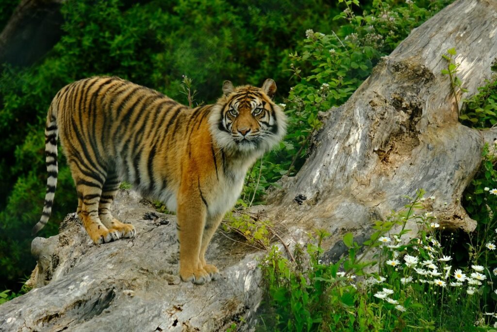 A Sumatran tiger standing on a log surrounded by vibrant greenery, showcasing its striking stripes.