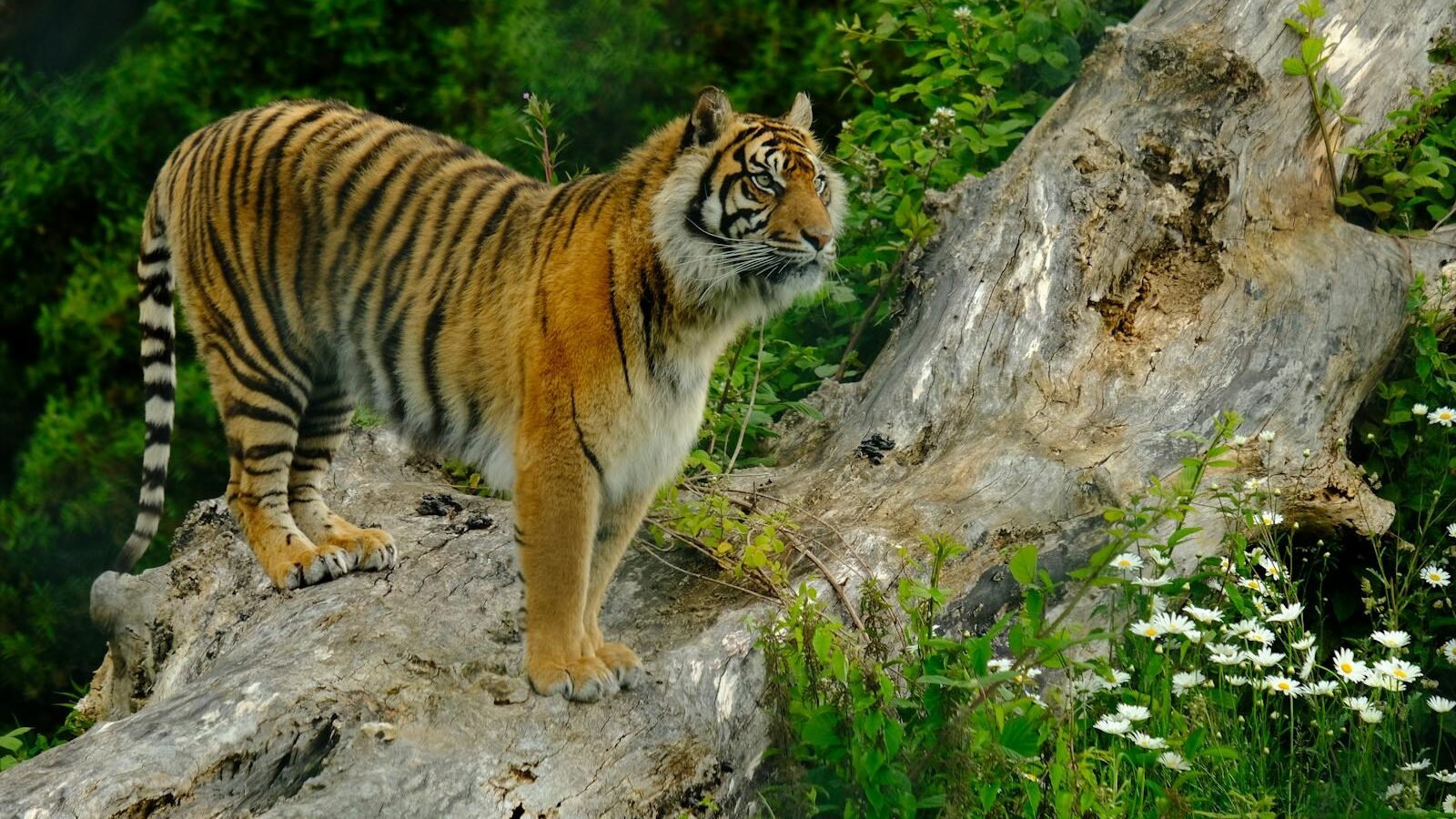 A majestic Bengal tiger stands on a fallen tree trunk, surrounded by lush greenery, exuding strength and dominance in its natural habitat.