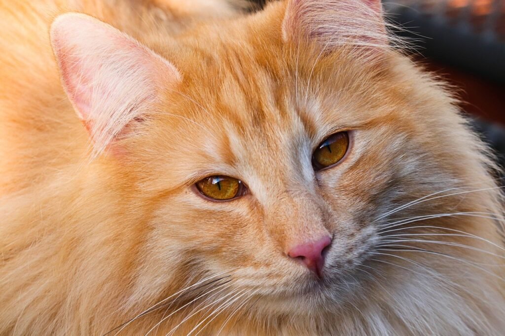 6 Rare Cat Breeds That Have Wild Ancestry