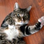 unexpected health benefit of owning a cat