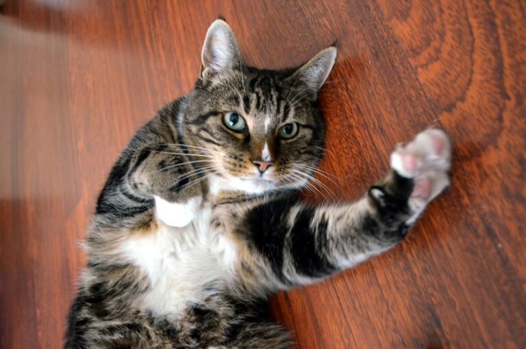 unexpected health benefit of owning a cat