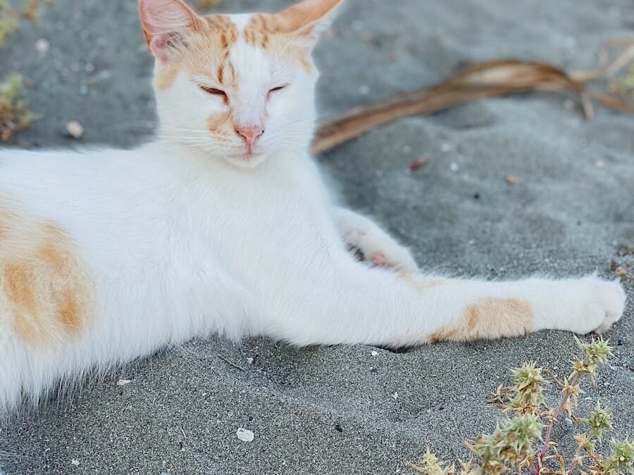A white and orange cat with a lean body is resting on soft gray sand with sparse desert vegetation around Its eyes are slightly squinted as it lounges in the warm sun blending into its arid surroundings