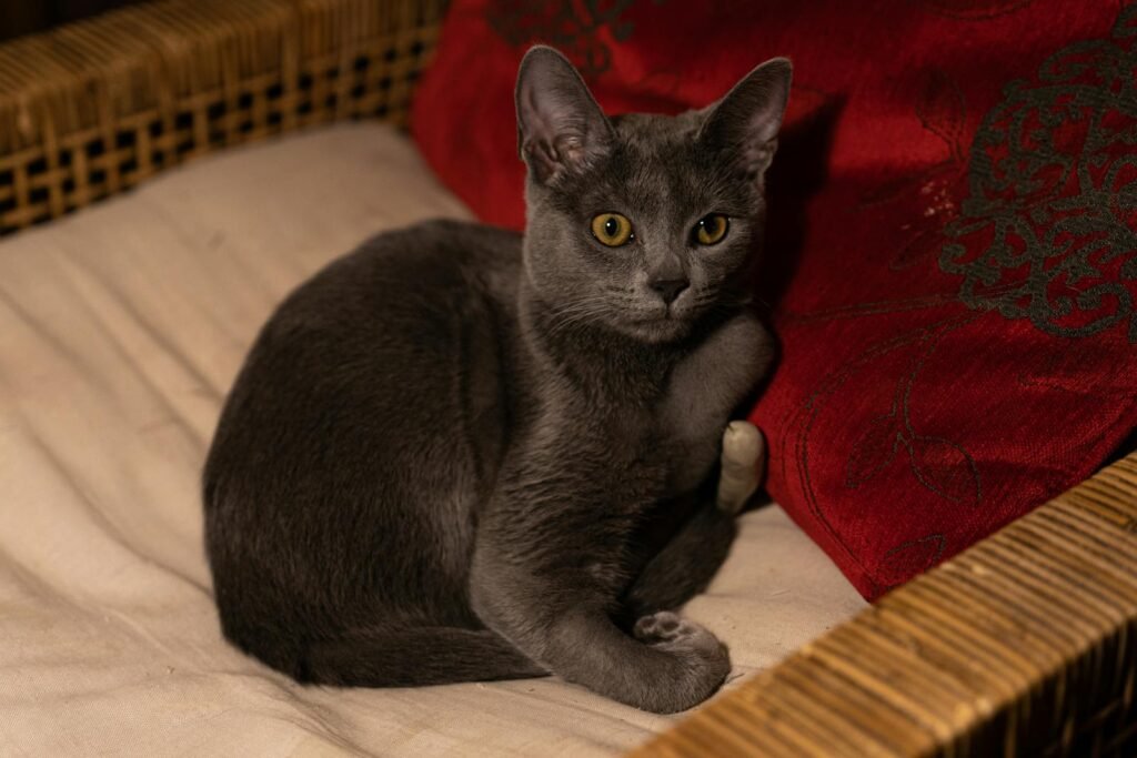 Cat Breeds