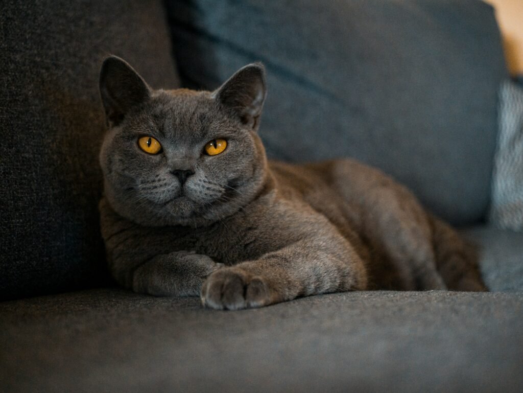 iconic cat breed: russian blue cat lying on brown textile