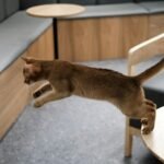 a cat lying on a chair