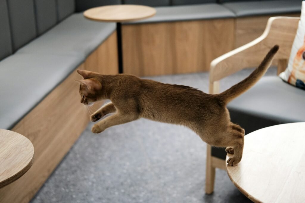 a cat lying on a chair