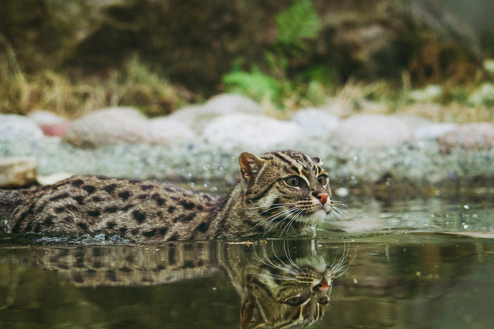 8 Big Cats That Are Faster Than You Think
