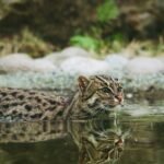 wild cat swimming in body of water