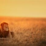 Silent stalking: lion lying on brown grass field during sunset
