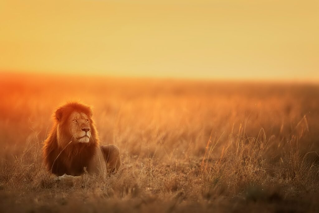 How Big Cats Use Stealth to Become Apex Predators