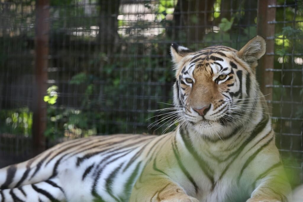 A Bengal tiger lies gracefully behind a wire fence, showcasing its majestic presence.