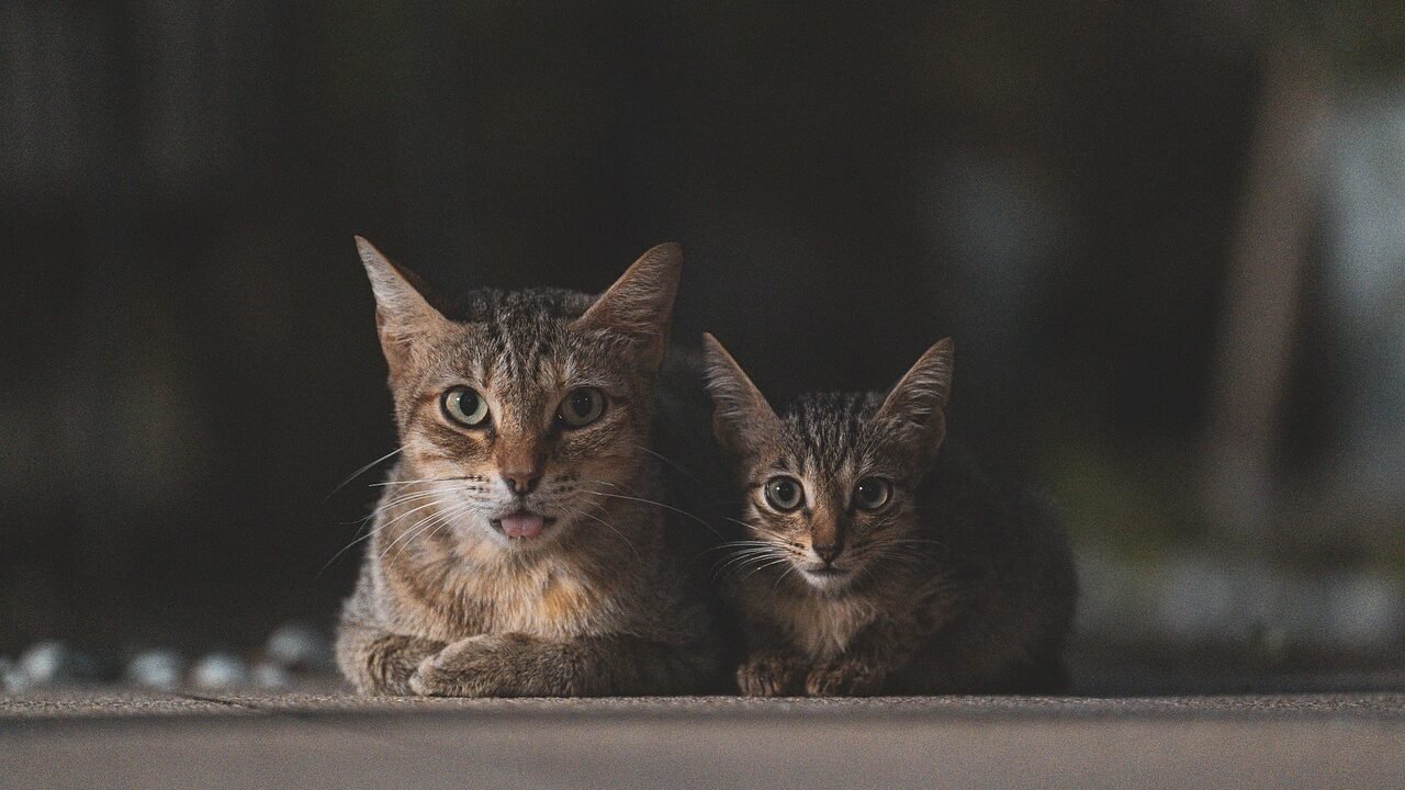 A pair of small wild cats, one older and one younger, laying side by side in a calm setting, with focused expressions.