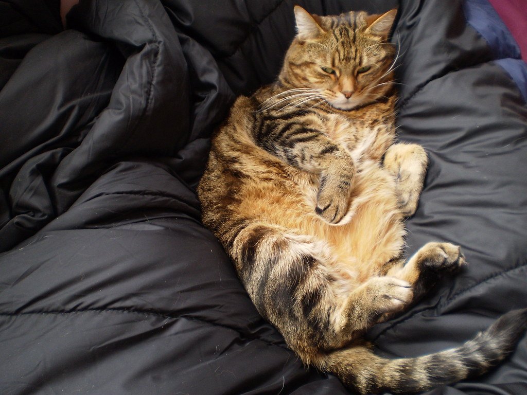 Introduce a New Cat 