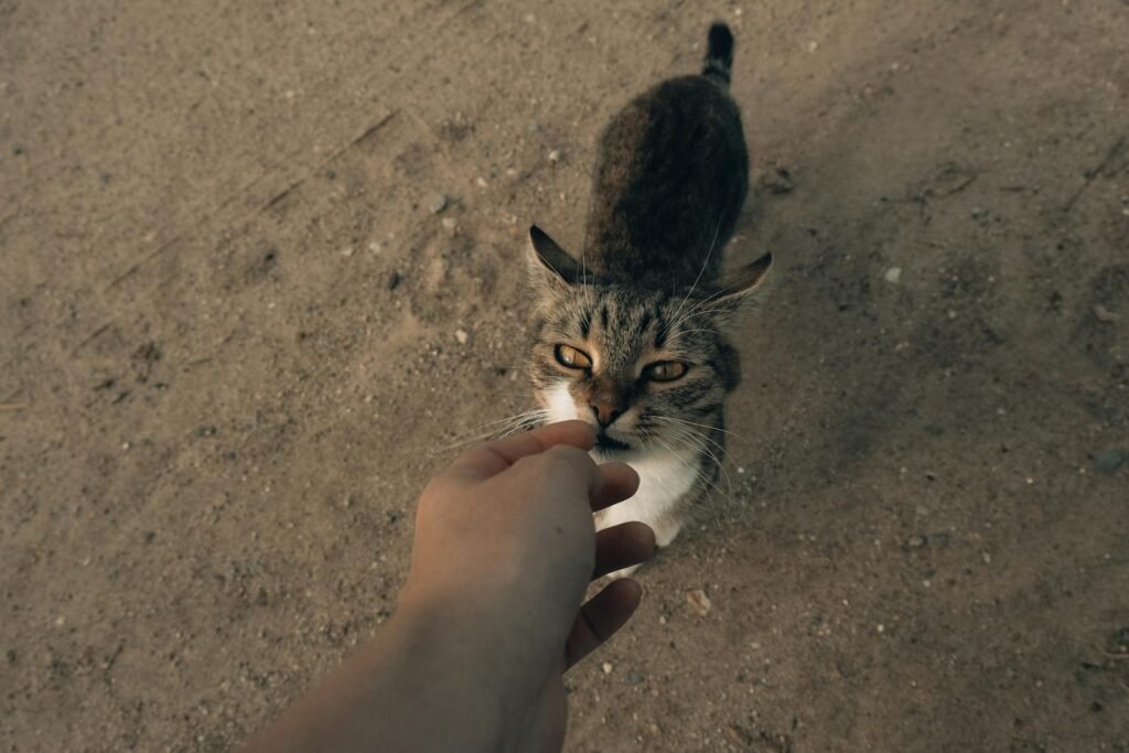 A close-up view of a hand reaching to a curious cat on a sandy surface, capturing a moment of gentle interaction.