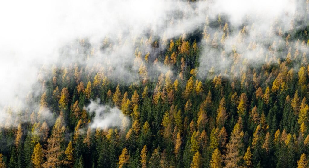 A dense forest with trees showing autumn colors, partially covered by mist, depicting the impact of climate and environmental influences.