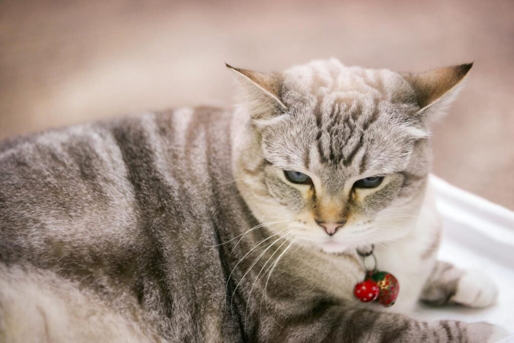 Reasons Why Cats Are One of the Most Intelligent Domesticated Animals