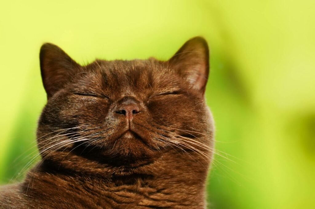 Apartment Living: Close-up of a Burmese cat peacefully sleeping with eyes closed against a yellow-green background.
