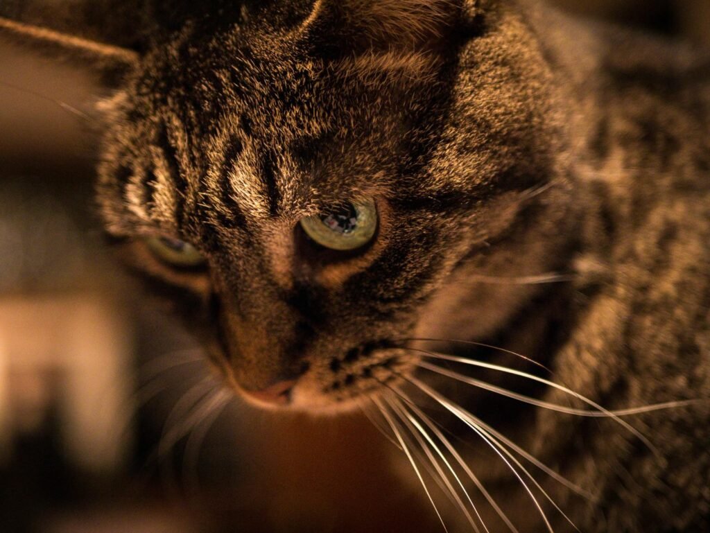 Intimate close-up of a tabby cat with striking green eyes and detailed fur texture.