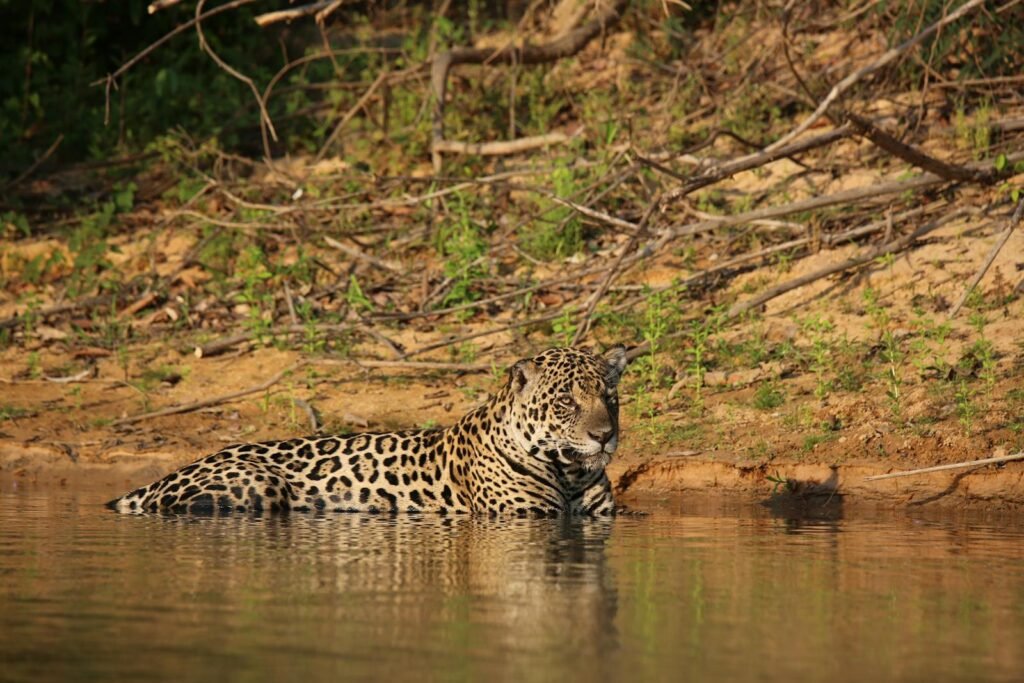 Cat Environment A jaguar resting in a serene river surrounded by lush forest, showcasing its natural habitat.