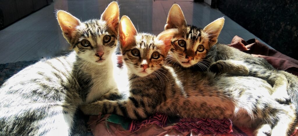 cat owners mistake: three brown tabby cats