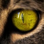 Macro shot focusing on the vibrant details of a cat's eye, showcasing texture and color.