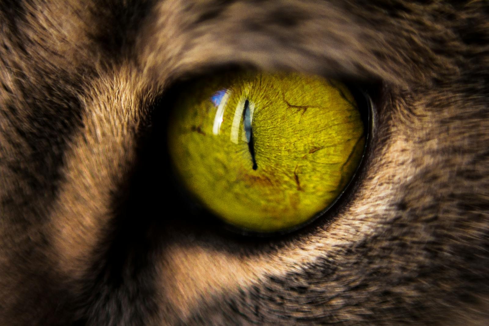 Macro shot focusing on the vibrant details of a cat's eye, showcasing texture and color.