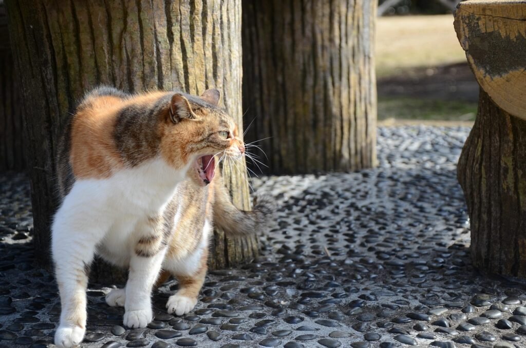 stray cat, cat, fight, stray cat, stray cat, stray cat, animal, stray cat, stray cat, fight, pet, fight, fight
