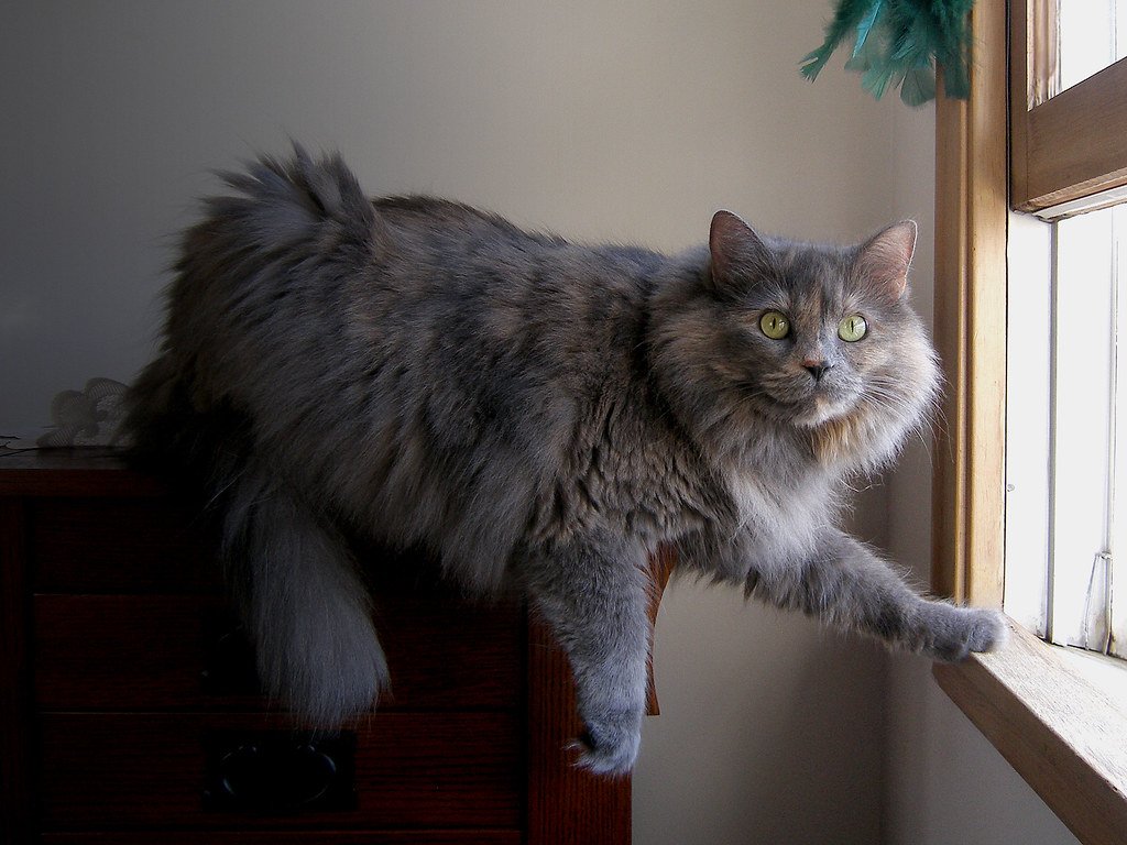 Cats Navigate