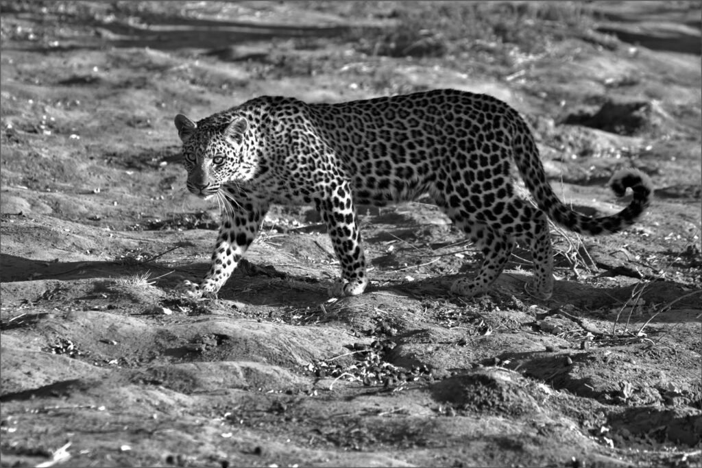 Black and white photo of an African leopard prowling in its natural, arid habitat.