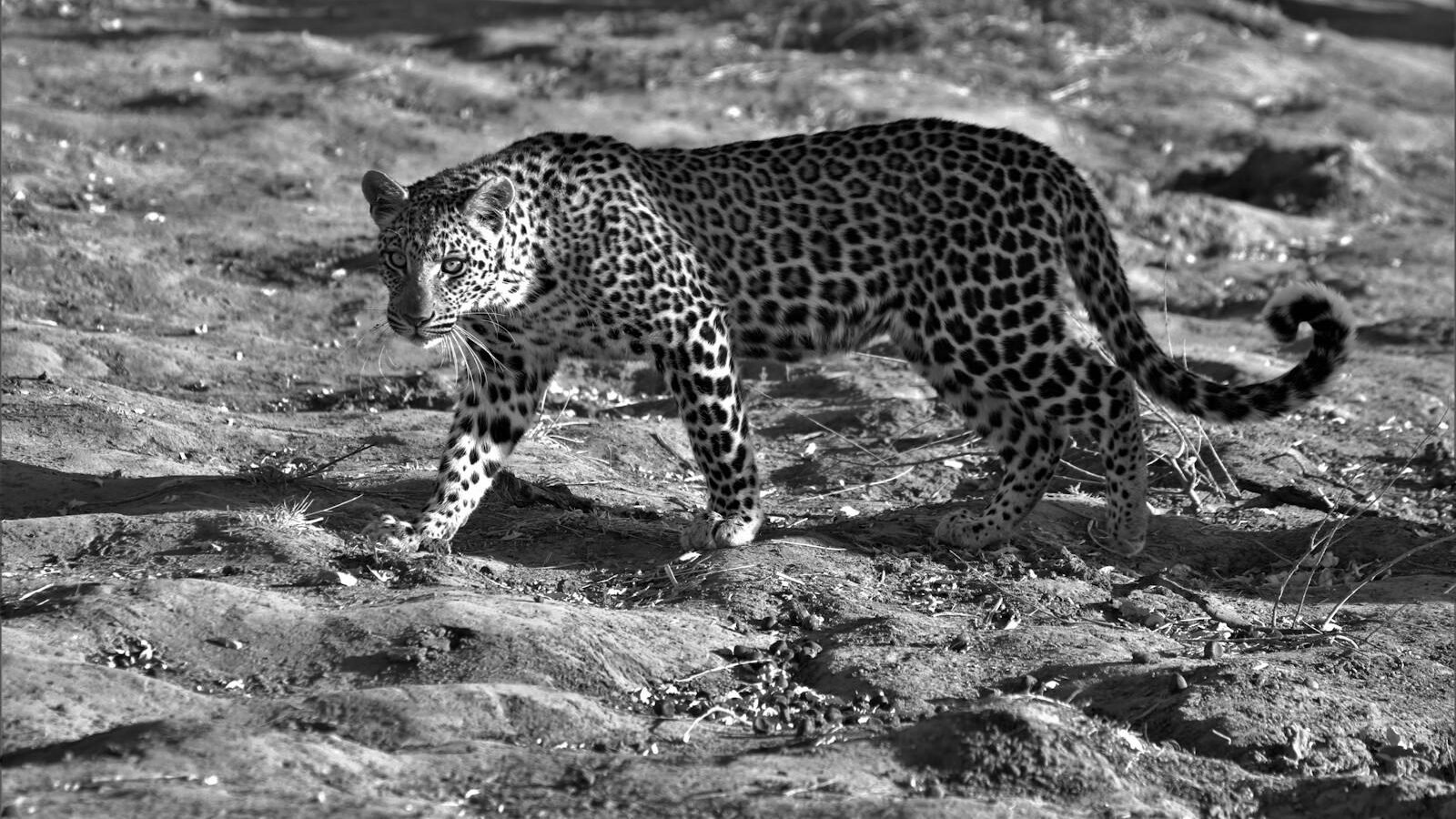A black-and-white image of a leopard walking gracefully across a dry, rugged terrain, highlighting its adaptability in diverse big cat habitats.