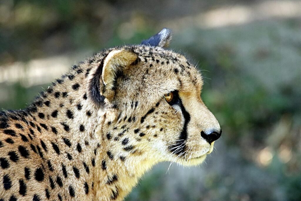 Cat Communicate Detailed side view of a cheetah showcasing its spots and beauty in natural habitat.