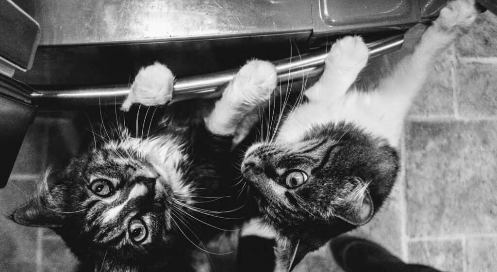 unique bond: Adorable black and white tabby cats exploring indoors with curious expressions.