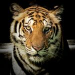 The Role of Big Cats in Indigenous Legends and Stories