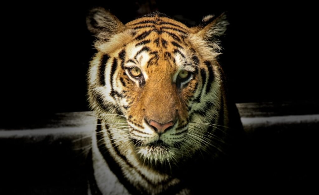 BIG CAT Powerful close-up of a Sumatran tiger with piercing eyes highlighting its majestic nature.