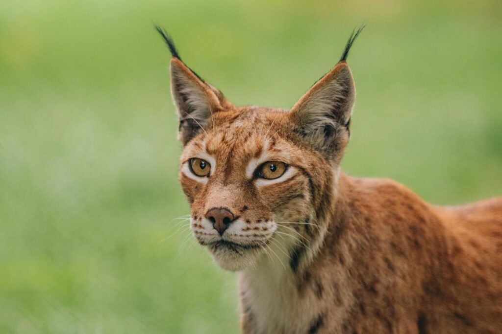 Wild Cat Species A detailed close-up of a Eurasian Lynx (Lynx lynx) displaying its distinct ear tufts and alert expression in a natural setting.