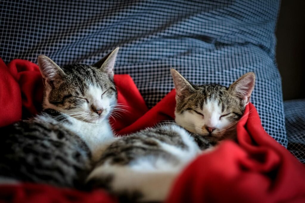 Cats as Companions