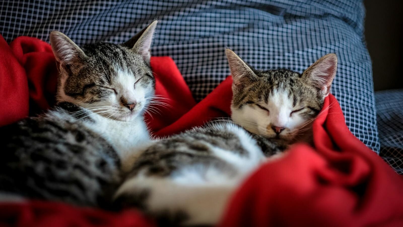 Two tabby cats snuggled together on a red blanket, peacefully sleeping in a cozy indoor setting, radiating warmth and companionship.