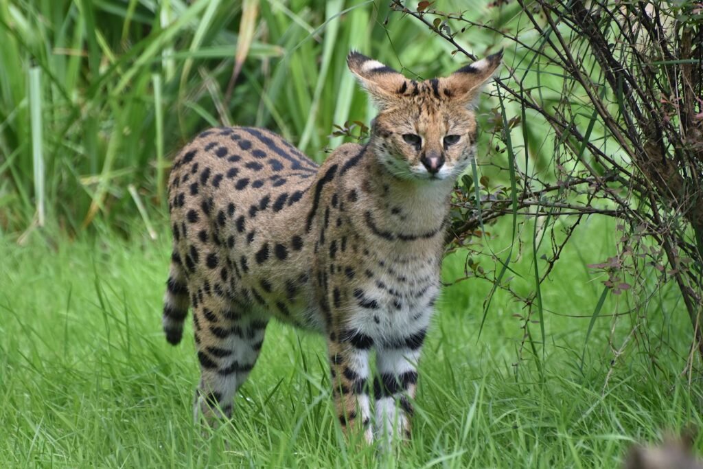 A stunning serval standing amidst lush greenery, showcasing its wild majesty.