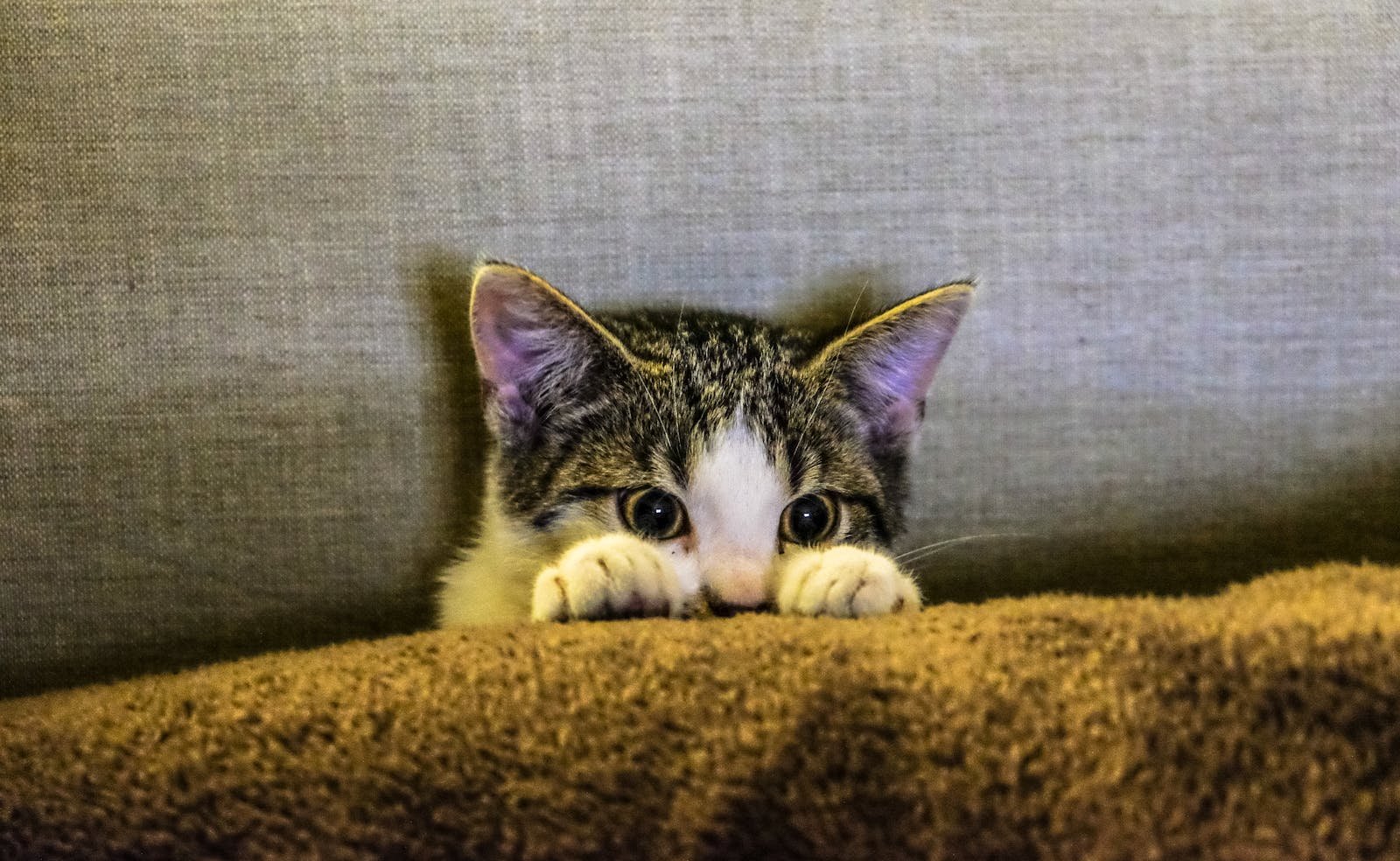 Photo by Francesco Ungaro cats communicate: Cute tabby kitten peering over a cozy brown blanket with curious eyes.